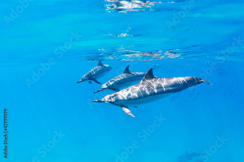 Dolphins Underwater © EpicStockMedia