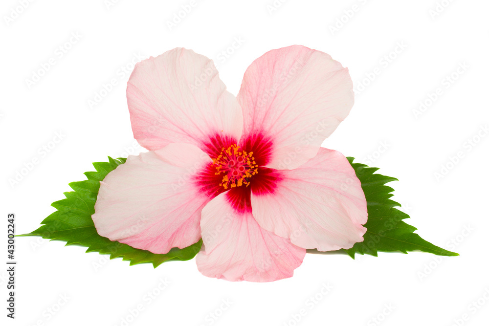 Obraz premium kwiat hibiskusa