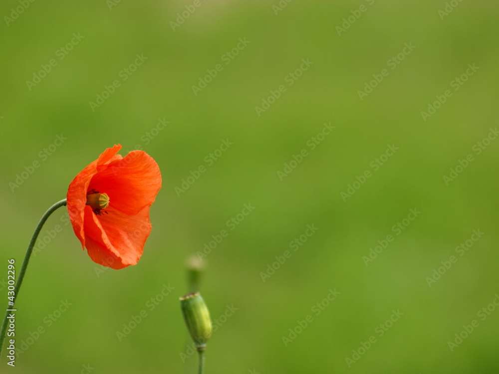 Obraz premium mohn