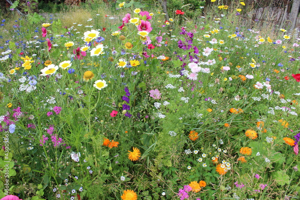 Fototapeta premium naturalny ogród