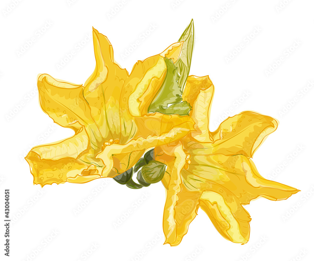 Fototapeta premium Zucchini flower on a white background. Vector image.