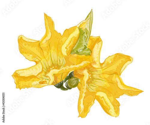 Zucchini flower on a white background. Vector image.