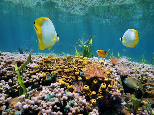 Shallow coral reef with tropical fish, sponges and marine worms underwater in the Caribbean sea photo