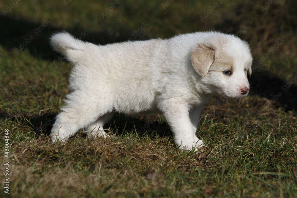 Fototapeta premium Border Collie Welpe