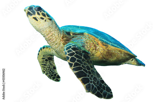 Fotografia Hawksbill Sea Turtles isolated on white