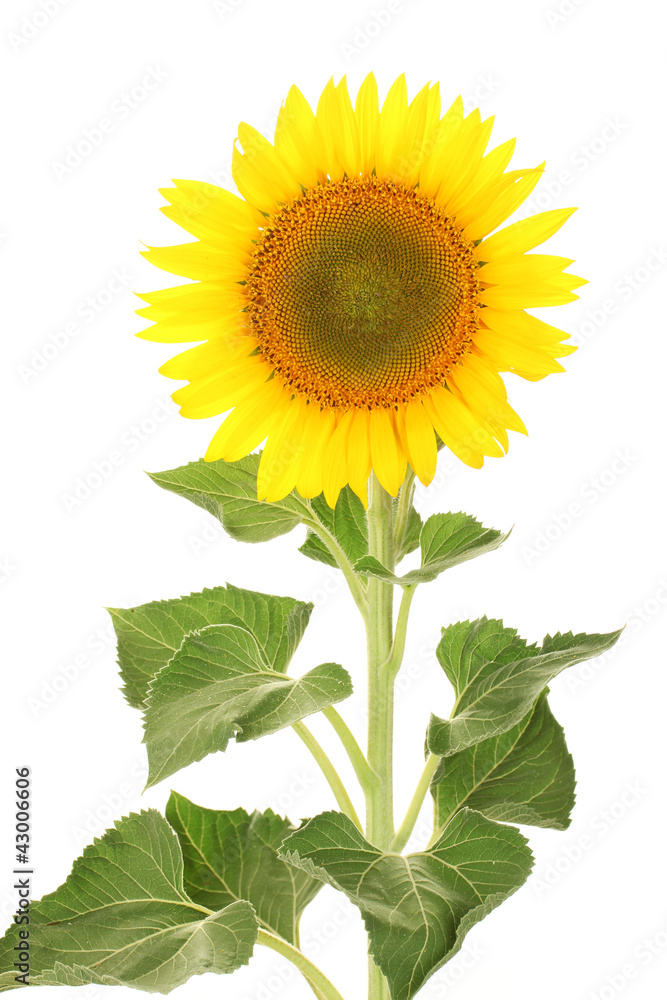 sunflower isolated on white