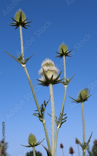 Teasel plants flowers against summer blue sky. photo