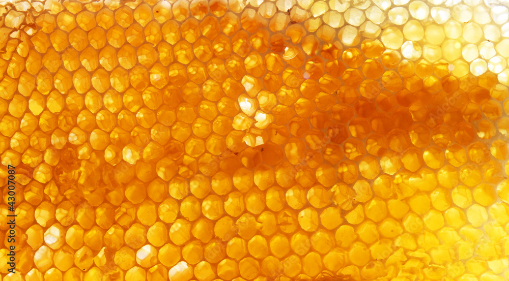 Honeycomb - obrazy, fototapety, plakaty 