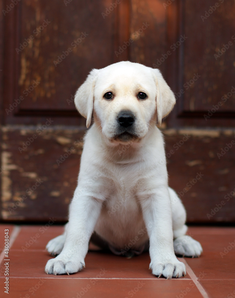 yellow labrador puppy yellow labrador puppy