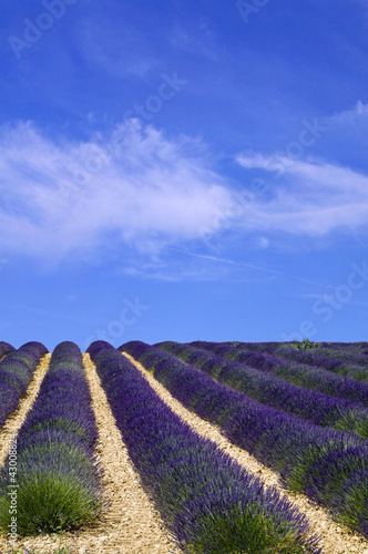 campo di lavanda,Provenza