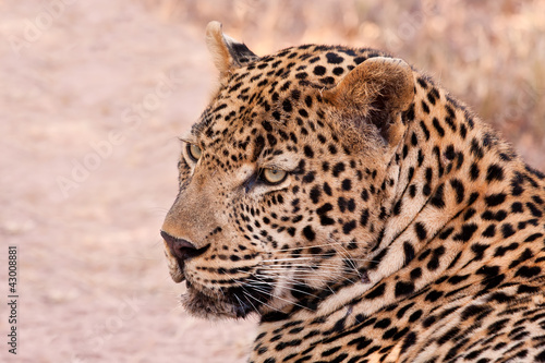 Male leopard lying in the shade