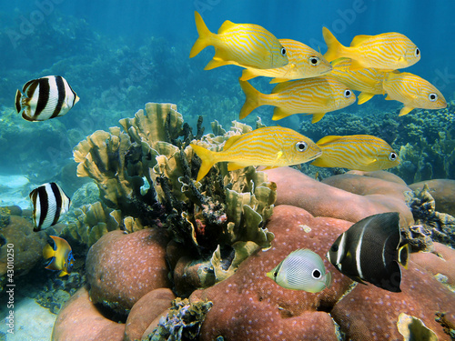Underwater tropical fish in a coral reef of the Caribbean sea