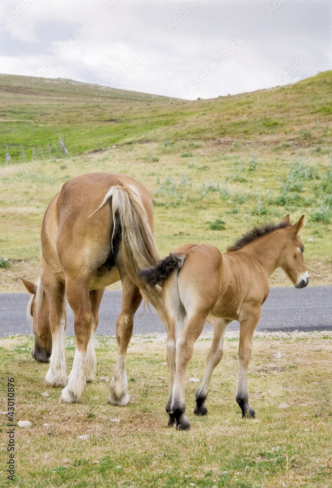 Fototapeta premium Cavalla con puledro