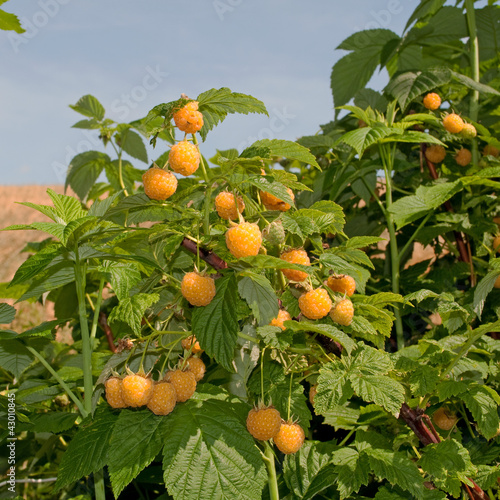 Gelbe Himbeeren photo