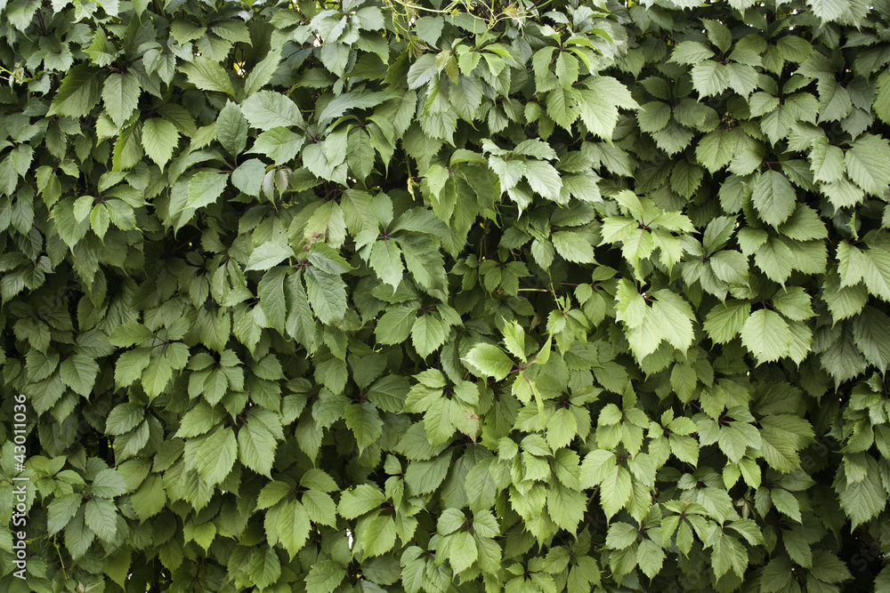 Green leaf wall Green leaf wall