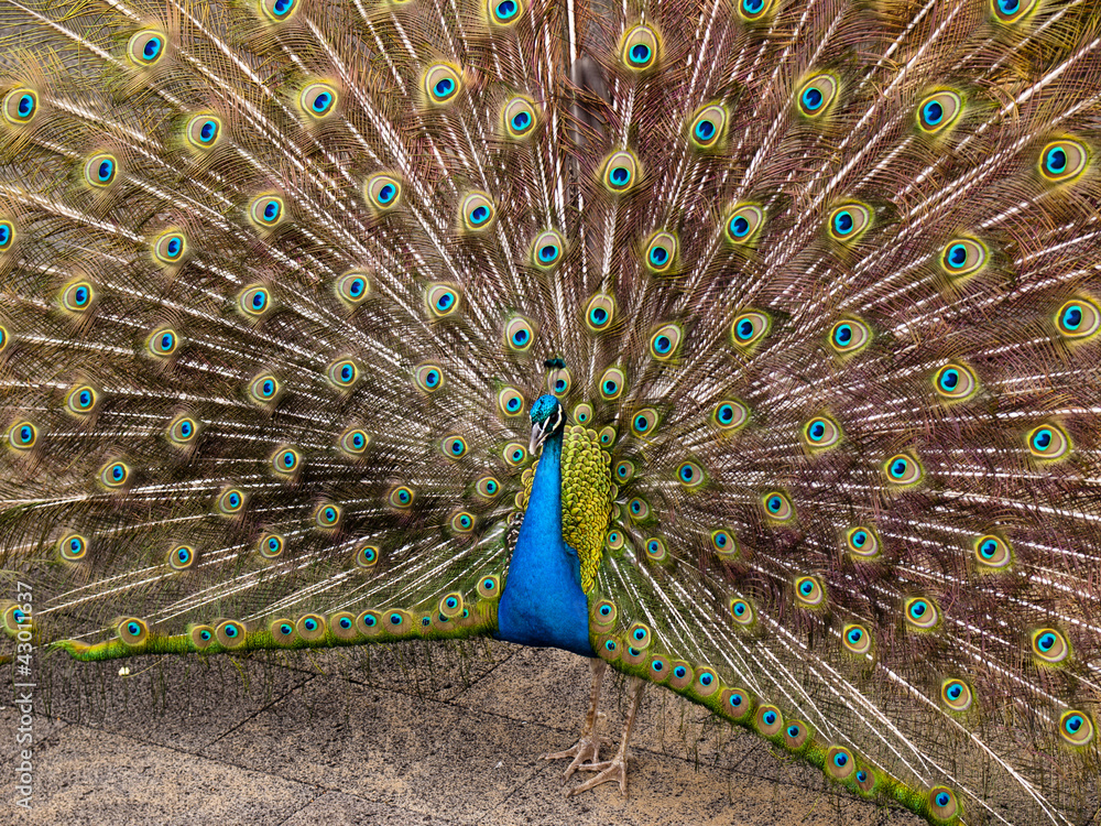 Obraz premium peacock