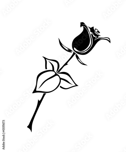 rose 6c