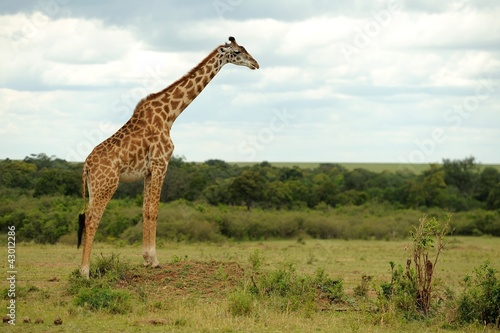 Giraffa © massimhokuto