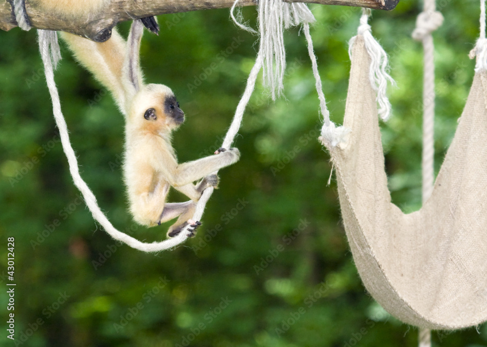 Naklejka premium Yellow-cheeked gibbon (Nomascus gabriellae) baby