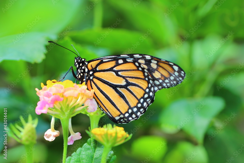 butterfly butterfly