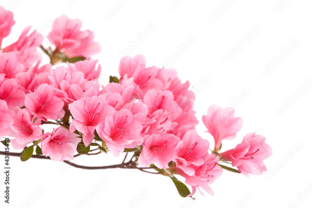 Obraz premium Pink azalea branch isolated on white