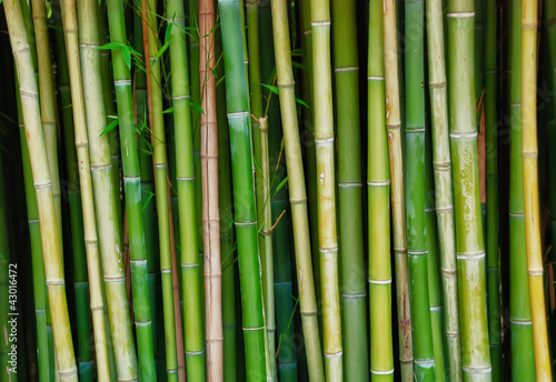 Live bamboo tree trunks