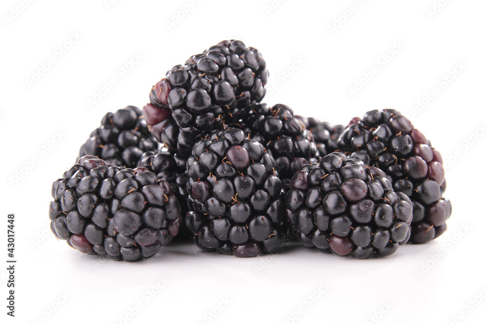 isolated blackberry isolated blackberry