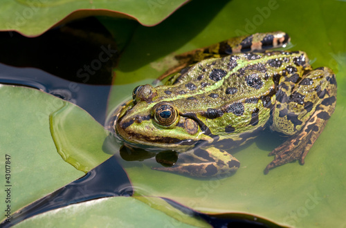 Wasserfrosch photo