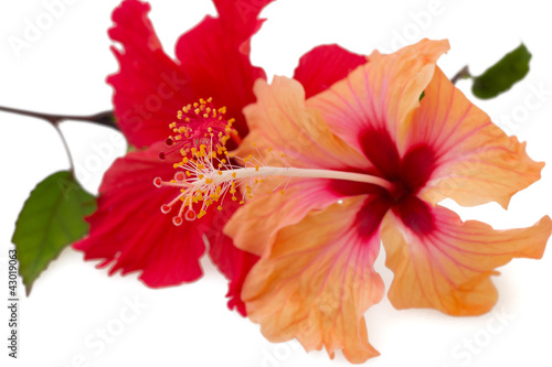 Pare of red and orange hibiscus flowers, isolated on white