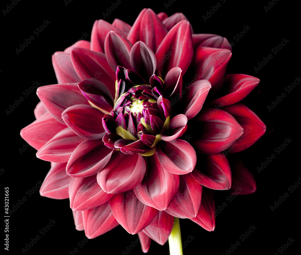 Dahlia