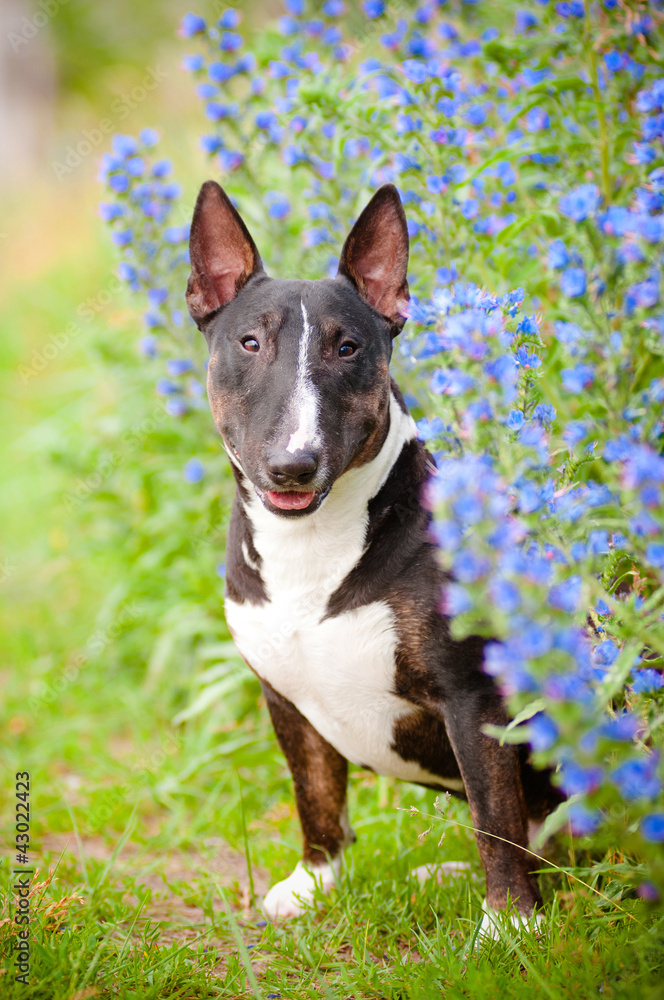 cute puppy dog hiding in flowers cute puppy dog hiding in flowers
