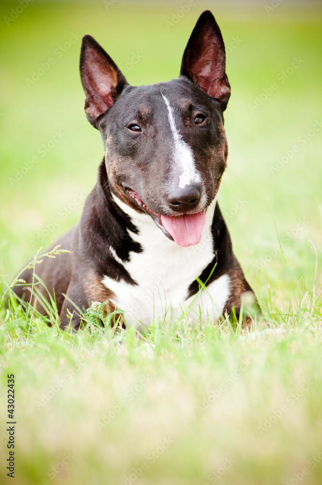 english bull terrier dog portrait