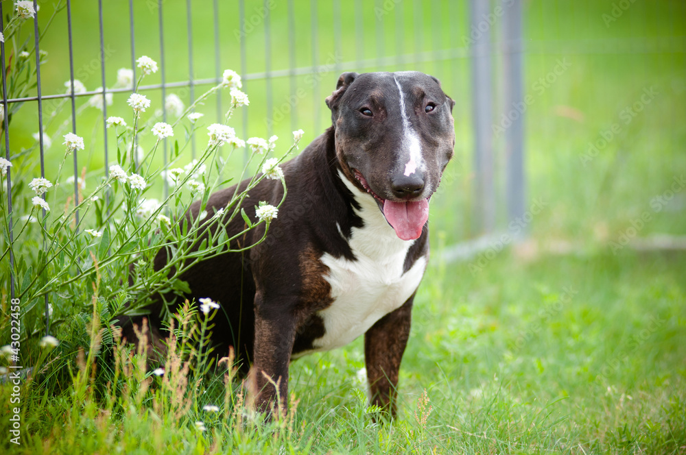 english bull terrier outdoors english bull terrier outdoors