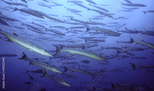 barracuda photo