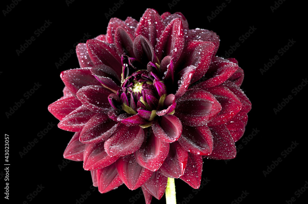 Dahlia