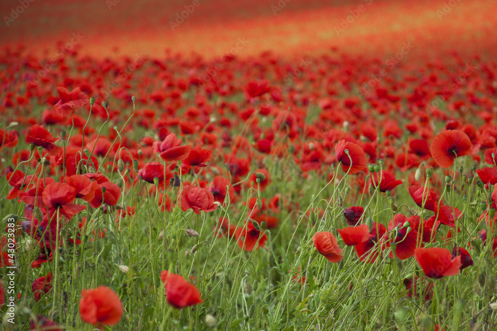 Fototapeta premium Poppies on a field