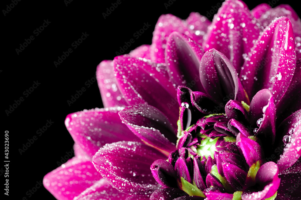 Dahlia