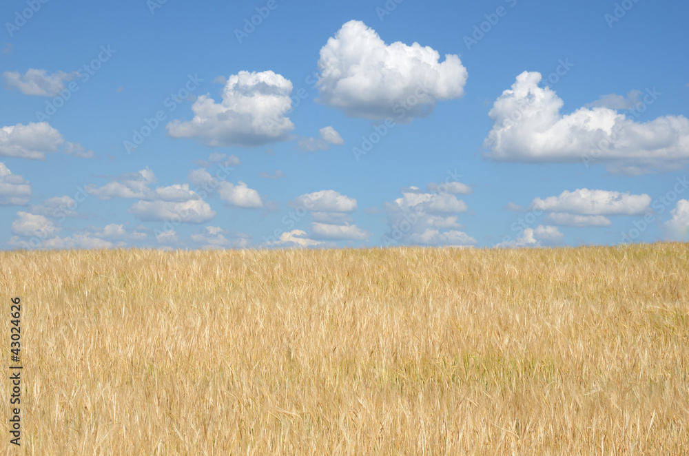 sunny summer morning on the wheat field