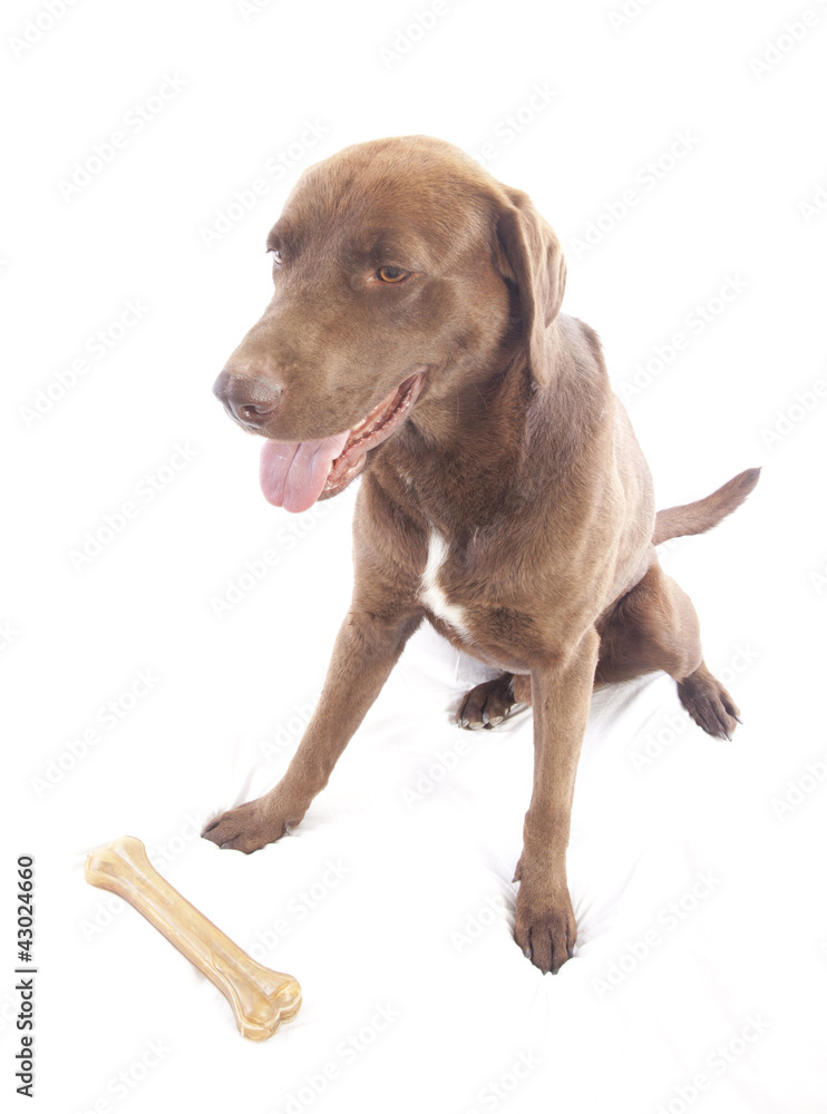labrador retriever on white background labrador retriever on white background