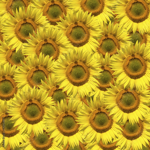 Fototapeta Naklejka Na Ścianę i Meble -  sunflowers background