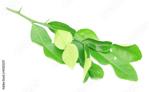 Kaffir lime leaves