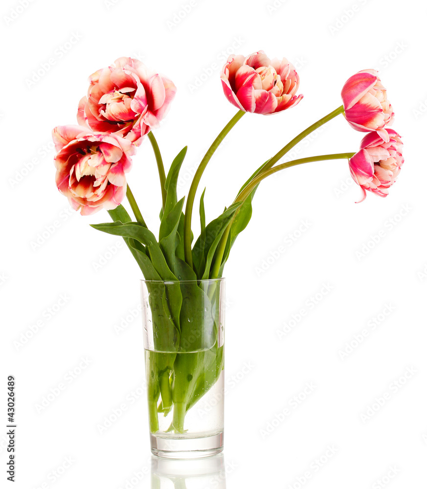 Obraz premium Beautiful tulips in vase isolated on white
