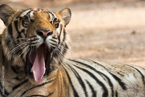 Fototapeta Naklejka Na Ścianę i Meble -  Yawning tiger