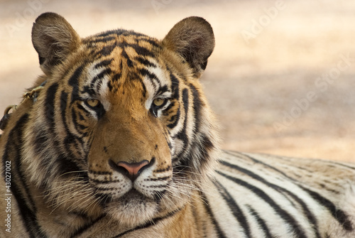 Fototapeta Naklejka Na Ścianę i Meble -  Staring tiger