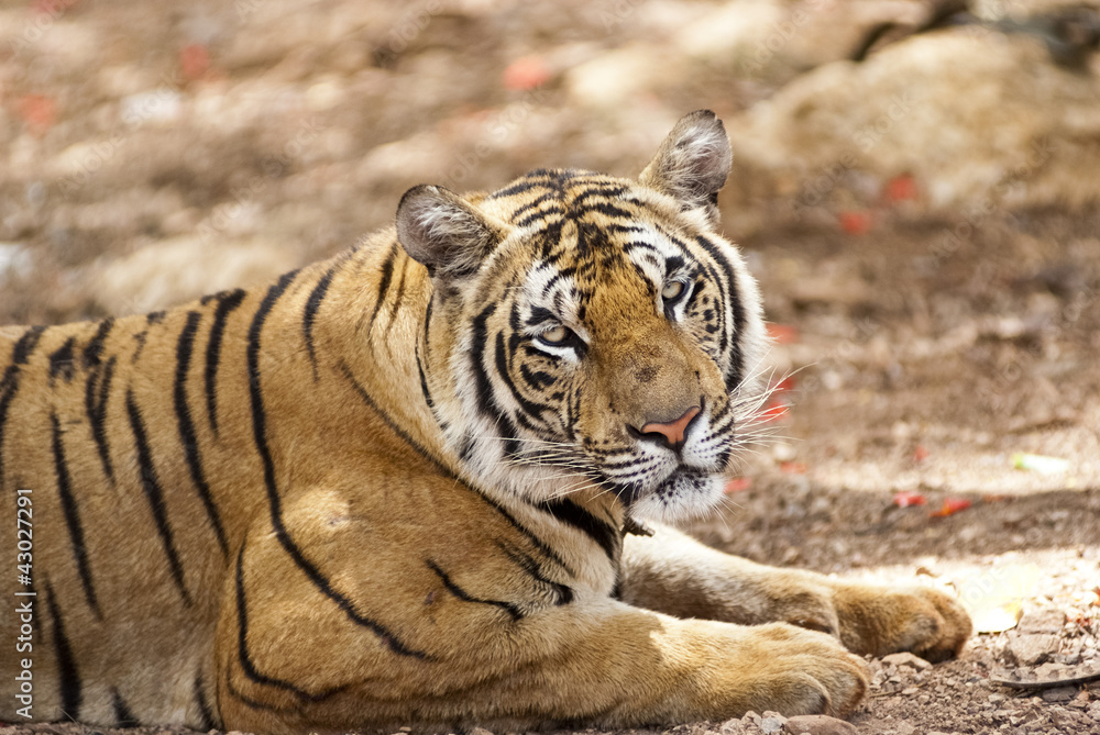 Fototapeta premium Staring tiger