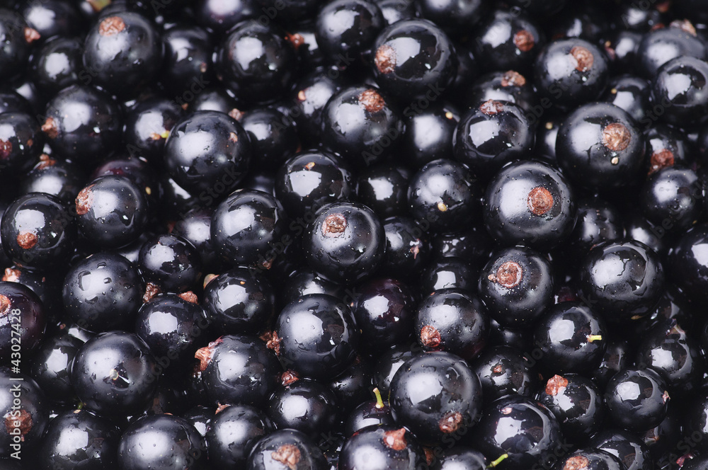 Blackcurrant