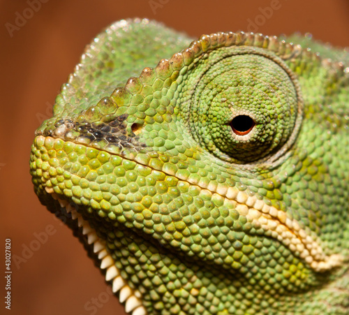 Macro of green cameleon