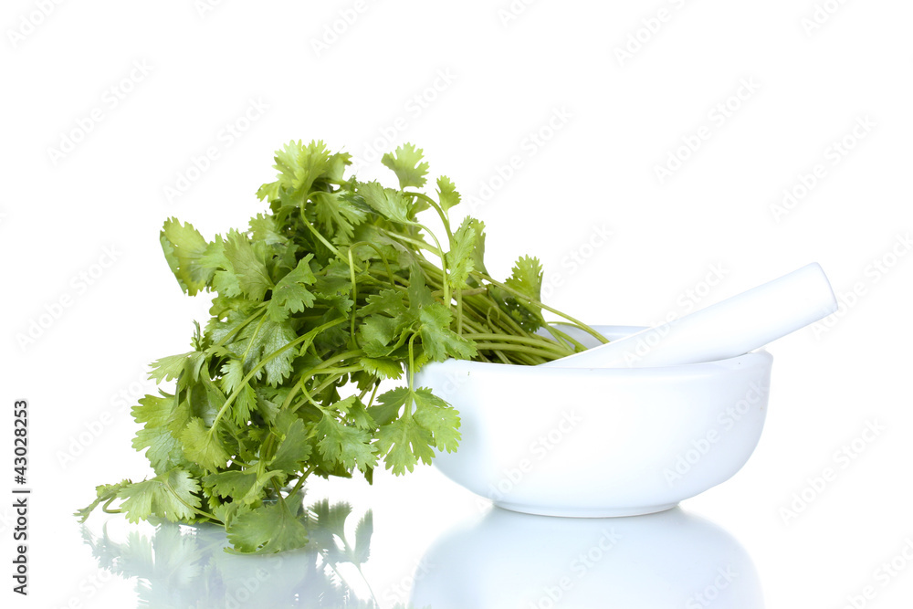 Coriander in a mortar and pestle isolated on white