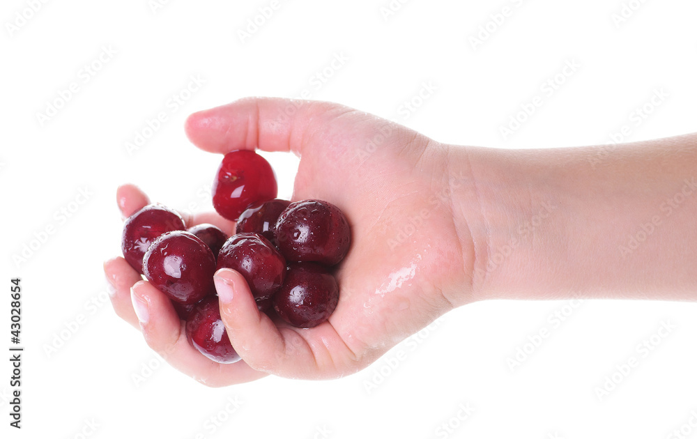 Cherries in child hand Cherries in child hand