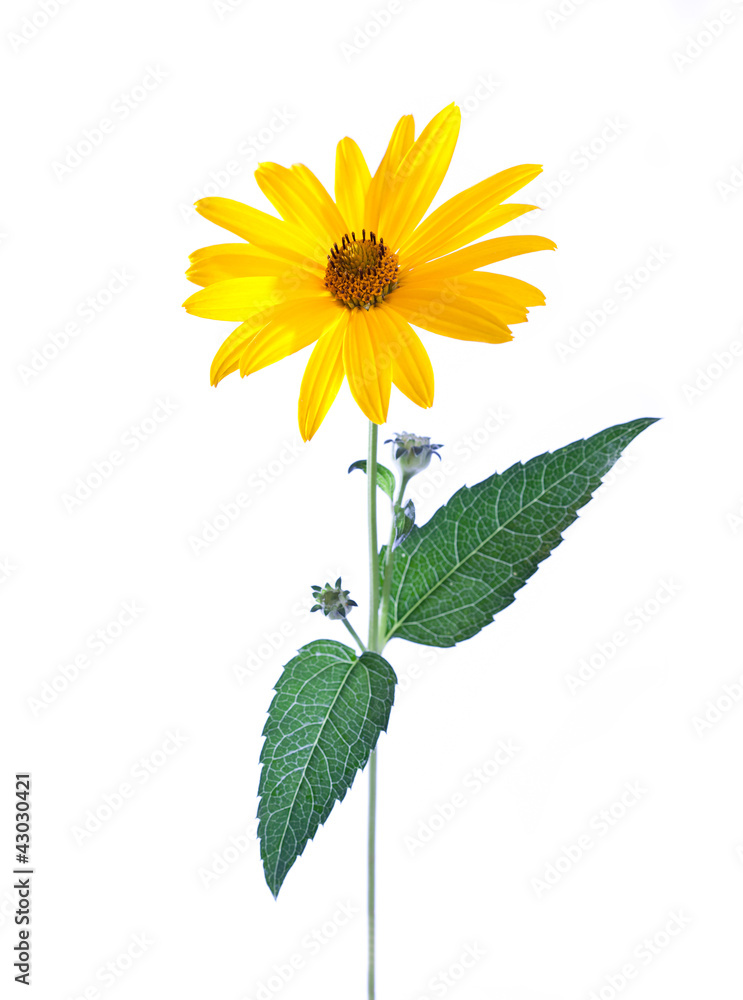 Obraz premium yellow daisy flower isolated on white background